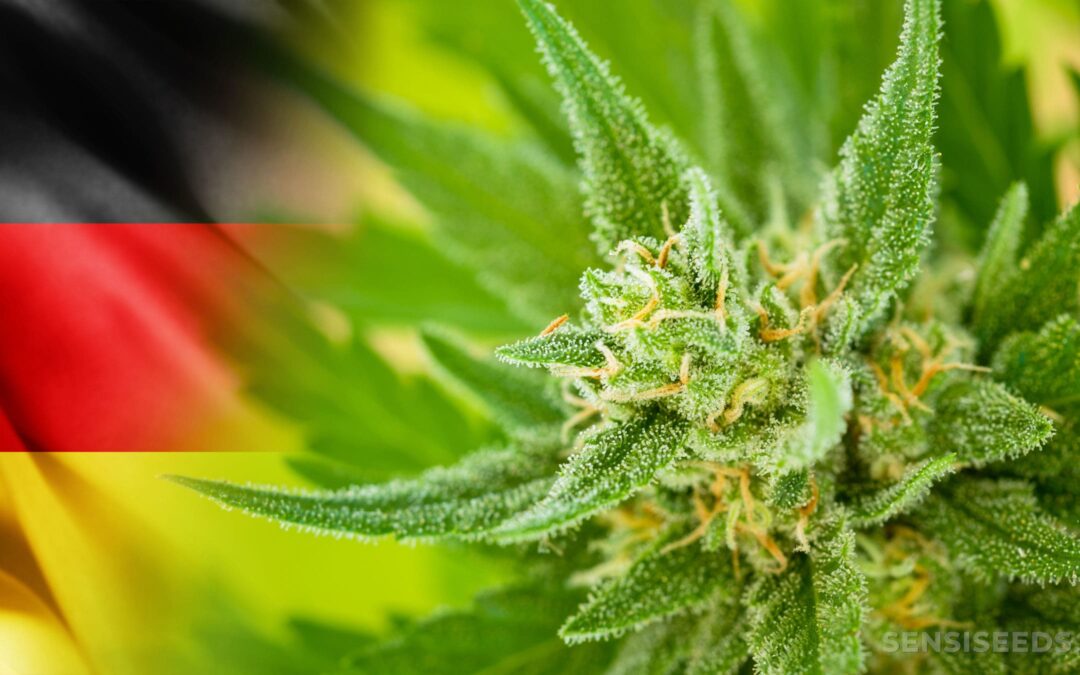 Germany Just Legalized Cannabis: What You Need to Know