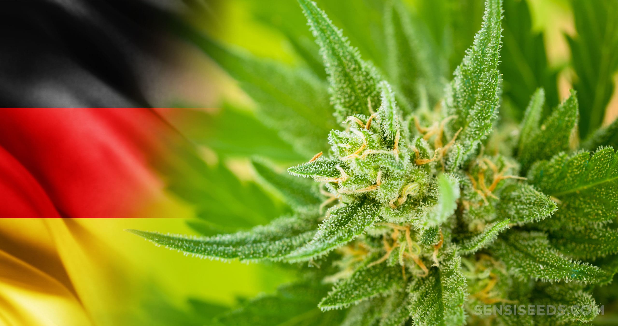 Germany cannabis laws