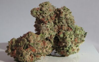 The Cookies Strain: A Potent and Popular Choice